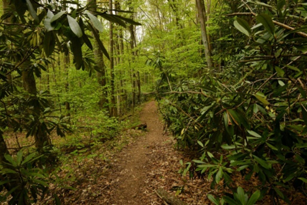 Forest Trail